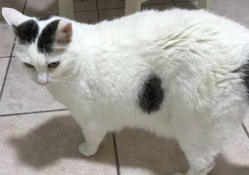 Foto di Prisca, il cat