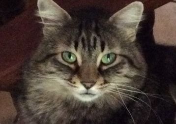 Foto di Guendalina, il cat