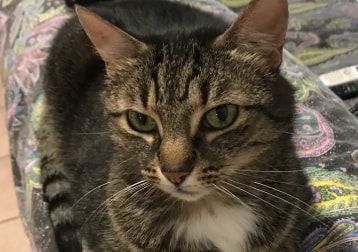 Foto di Kathy, il cat