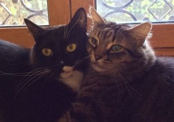Foto di Giacomino, il cat