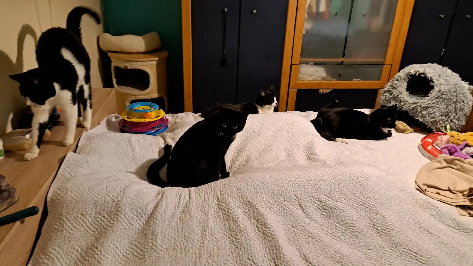 image-12