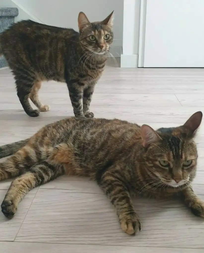 image-43