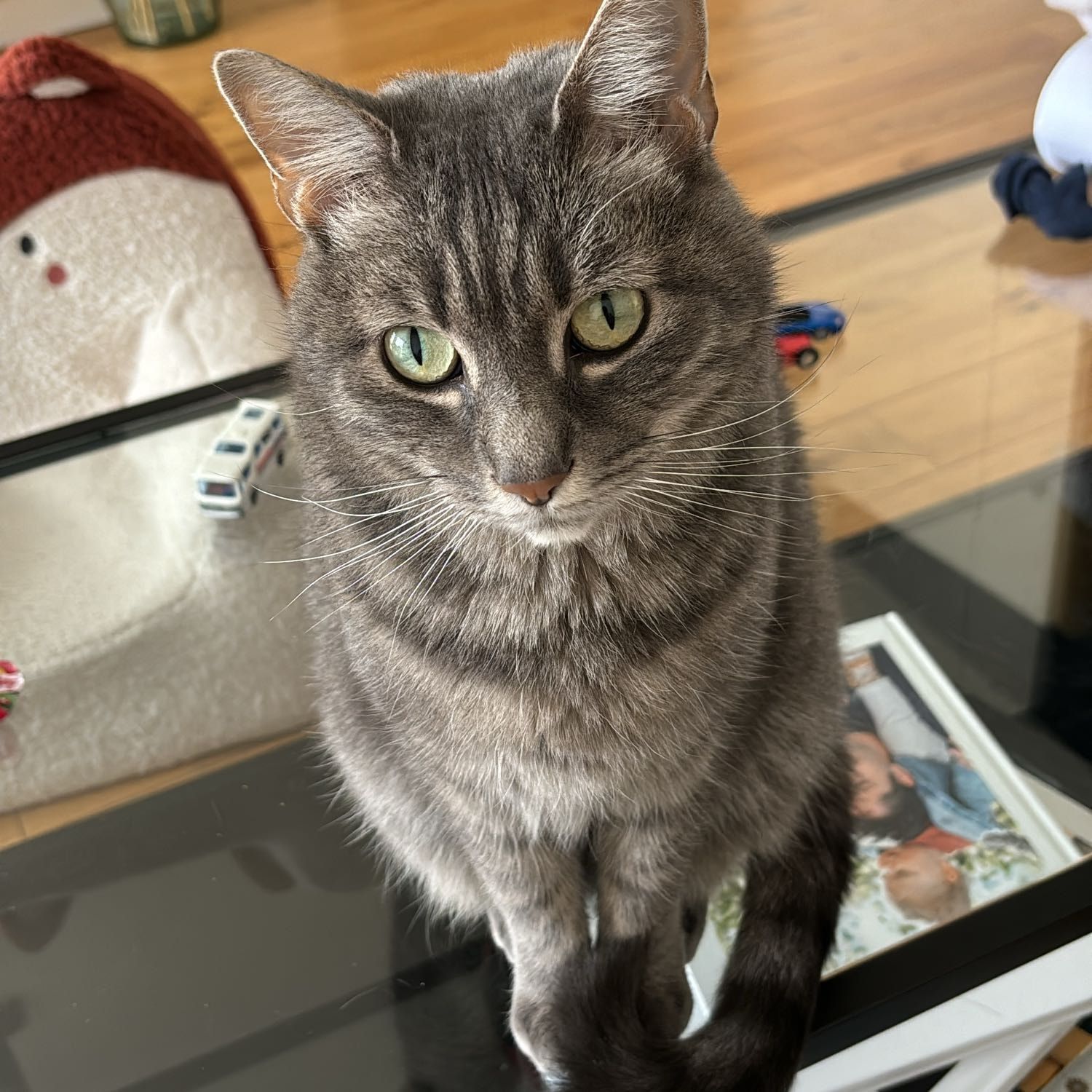 Portrait de Léon, la cat