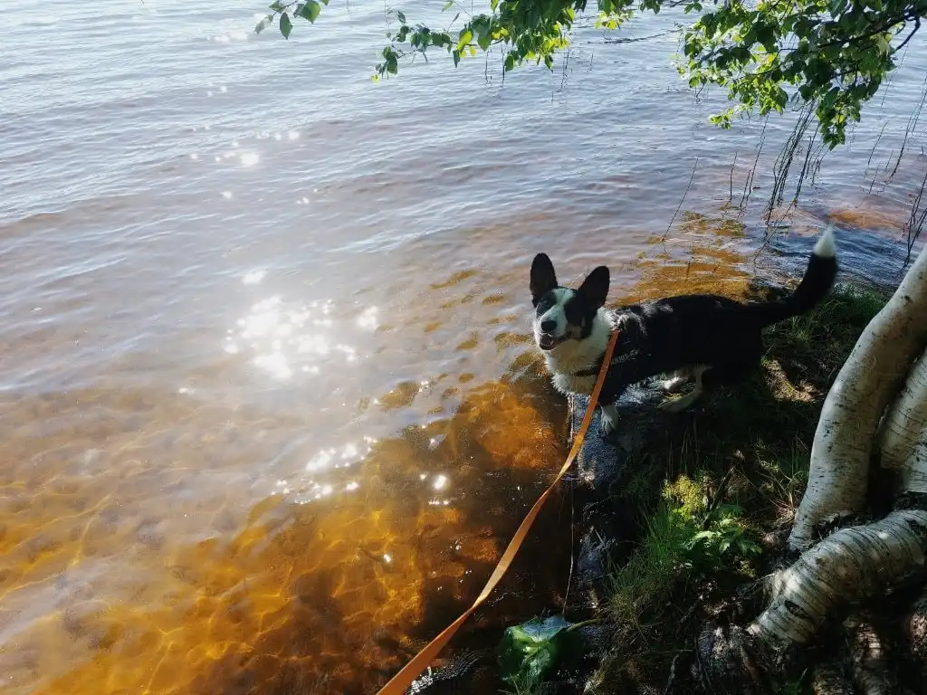 image-5