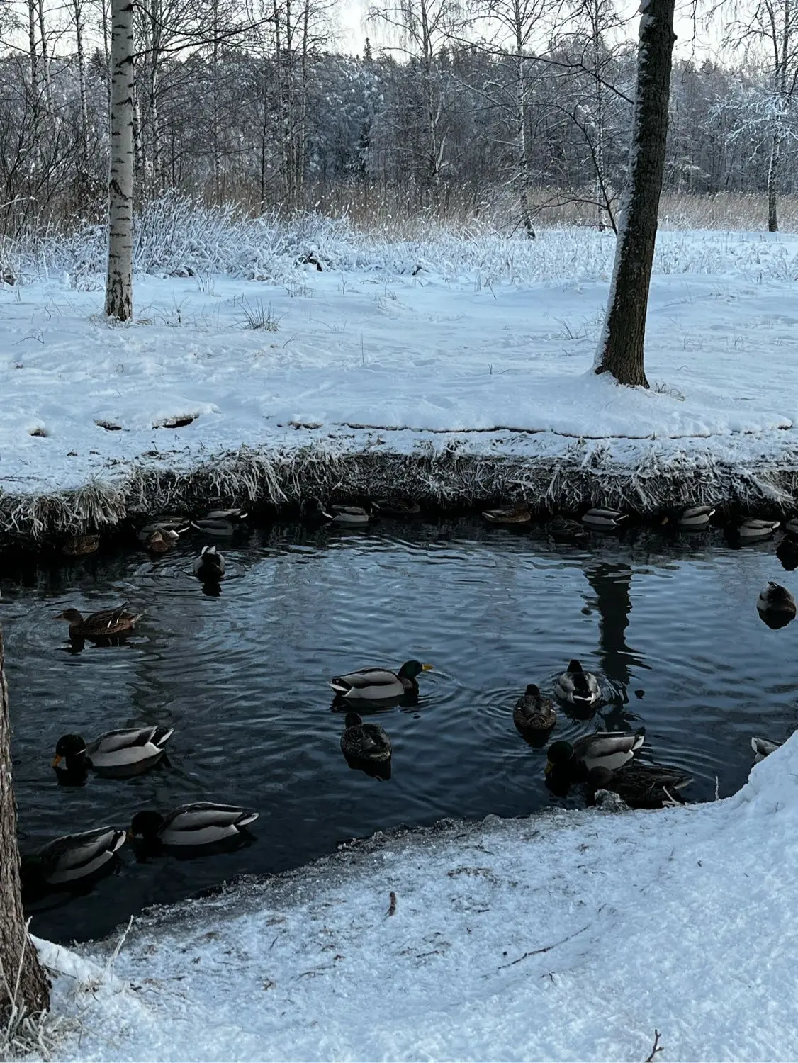 image-4