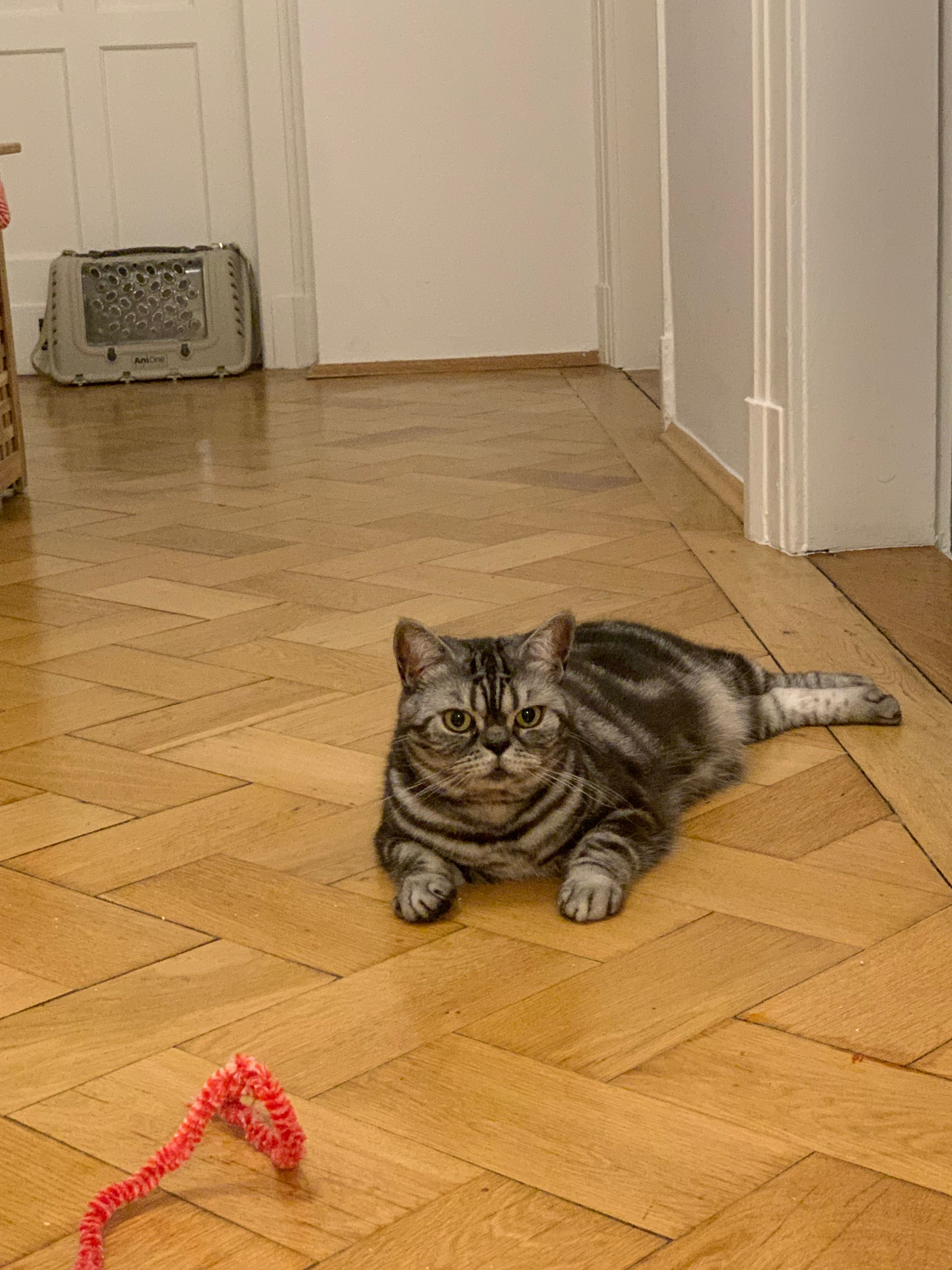image-11