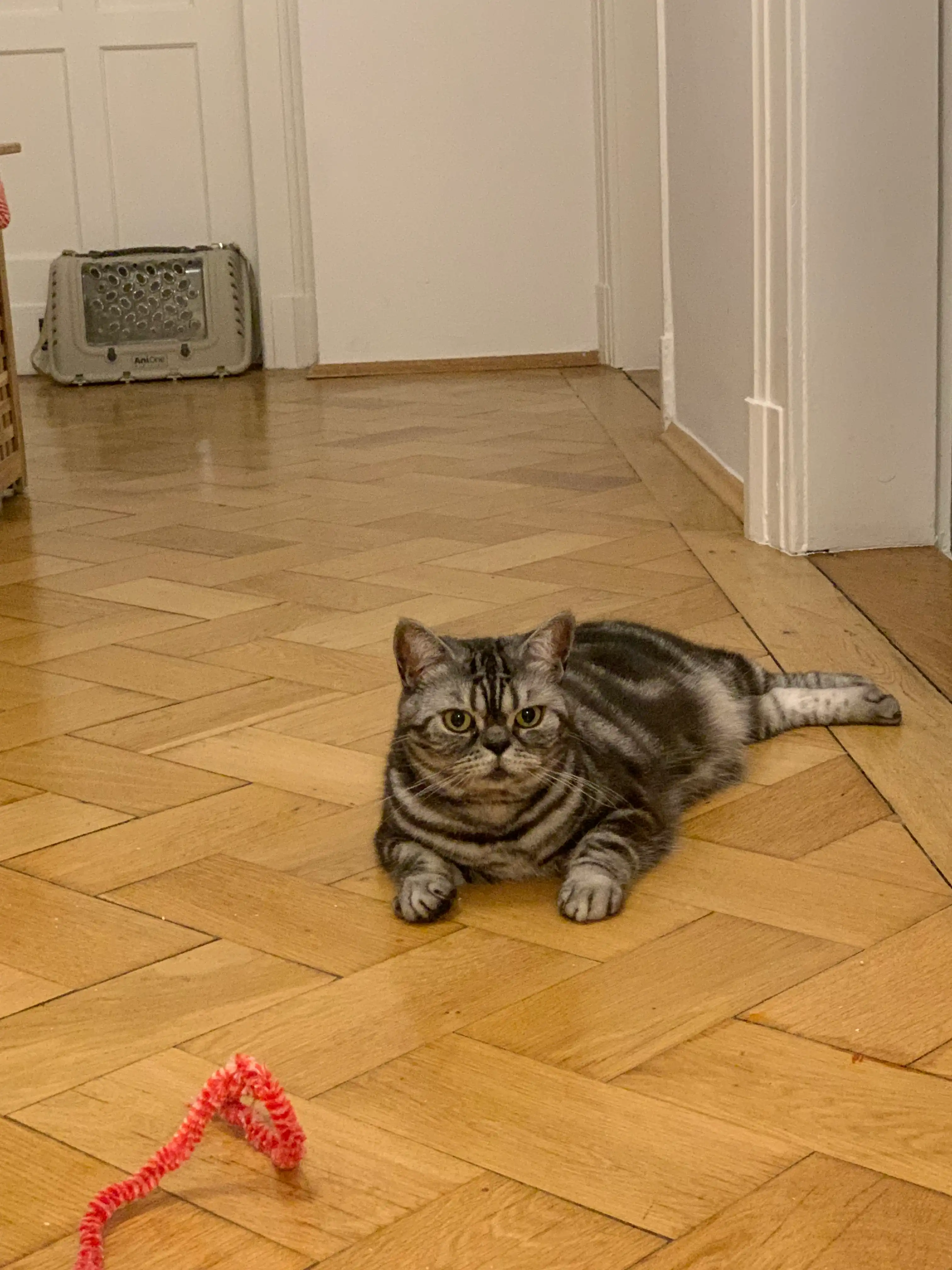 image-11