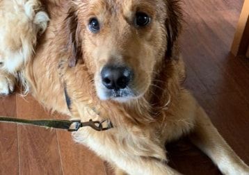 Portrait de Ouhper, la dog