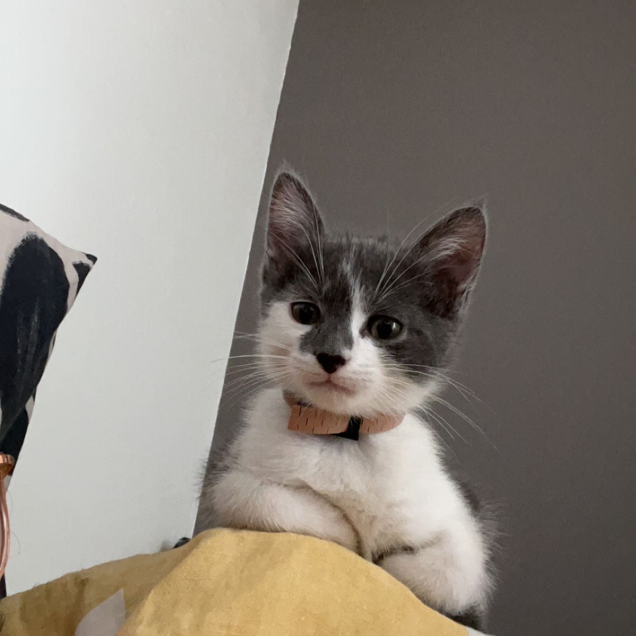 Portrait de Kovu, la cat