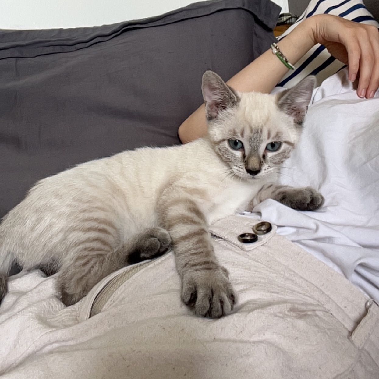 Portrait de Nestor, la cat