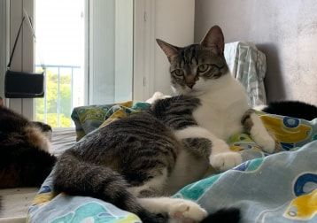Portrait de Chaussette, la cat