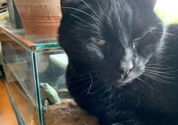 Portrait de Blacky, la cat
