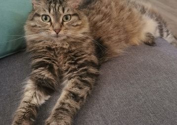 Portrait de Noune, la cat