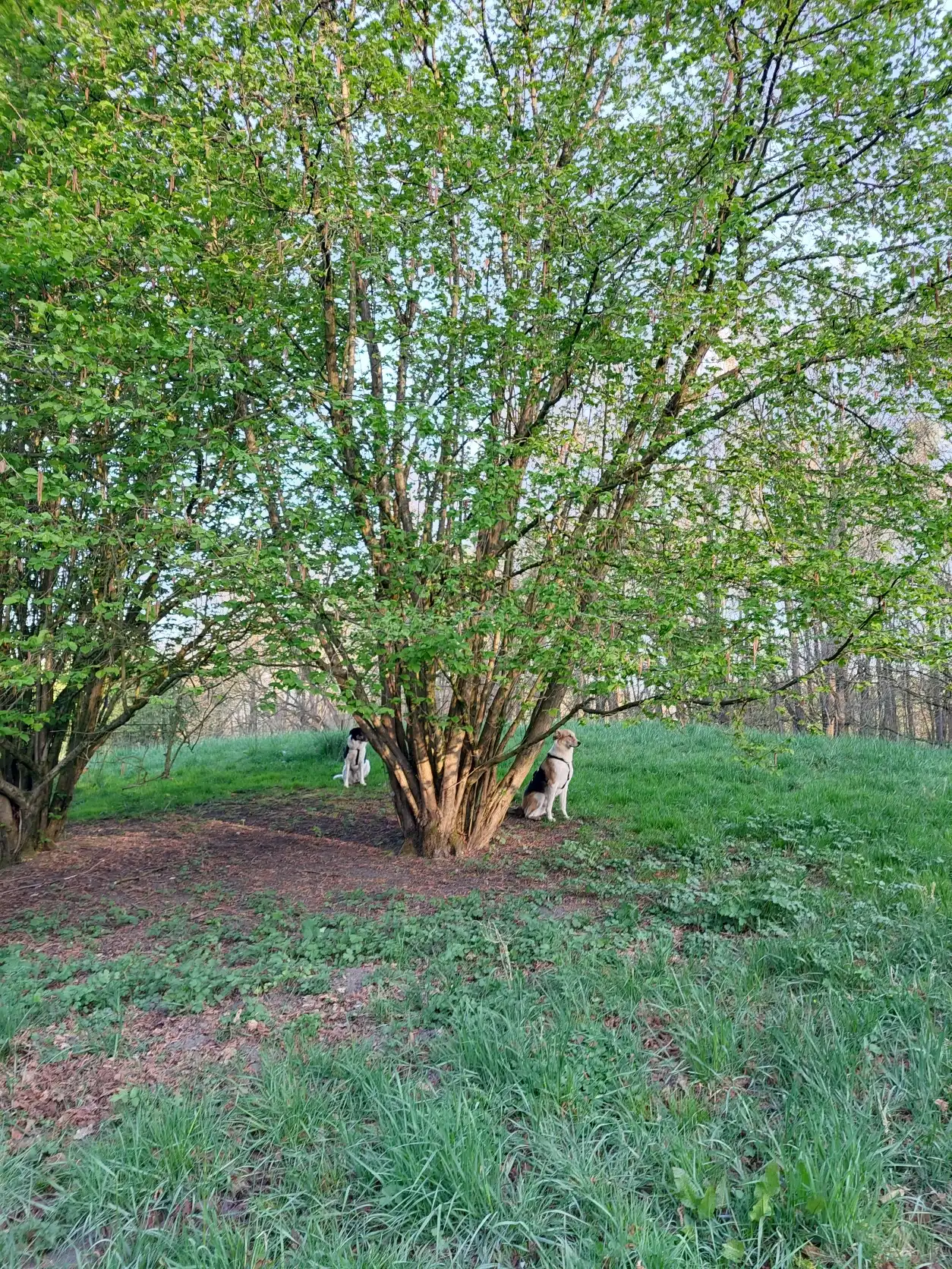 image-5