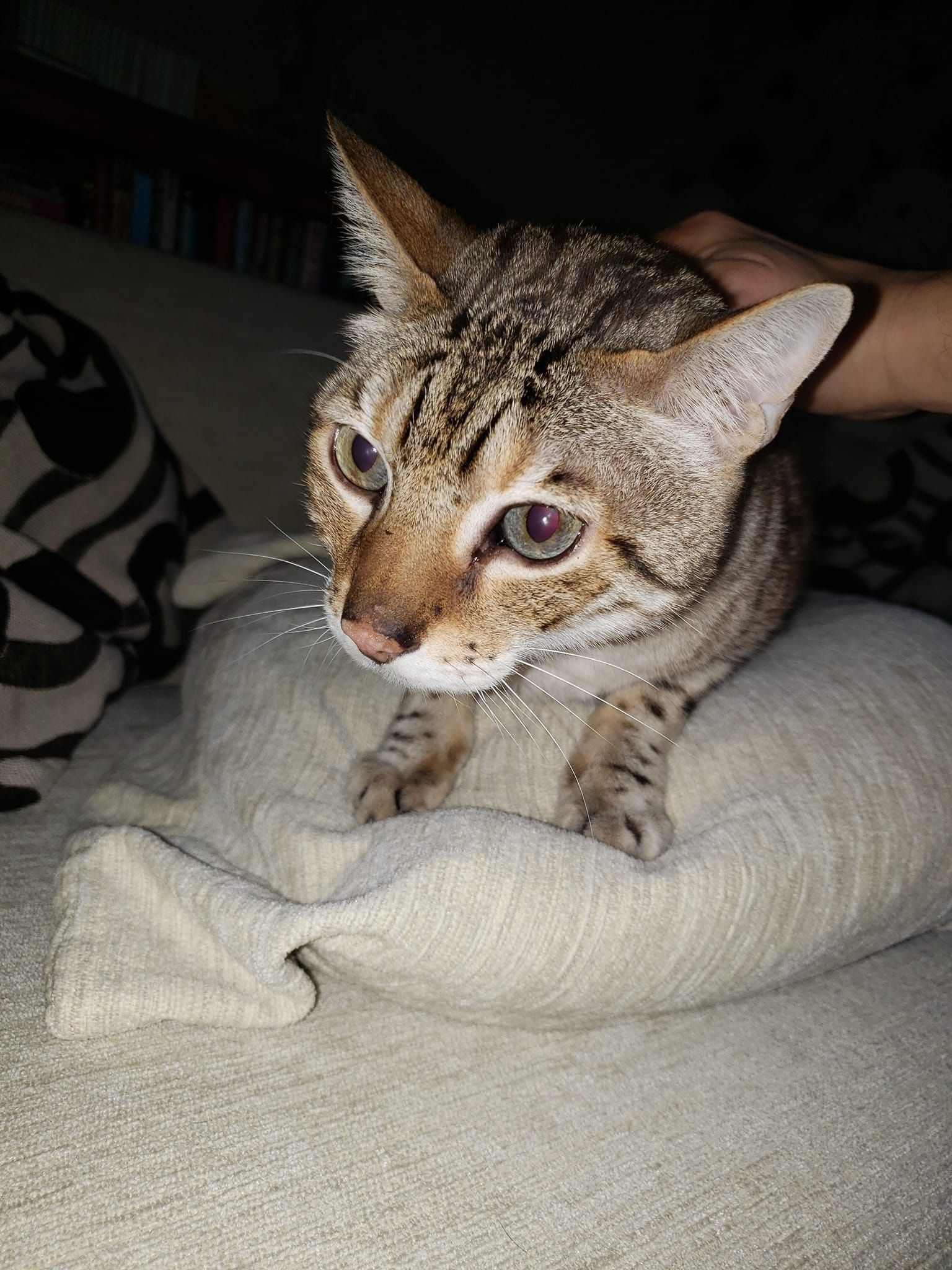 image-6