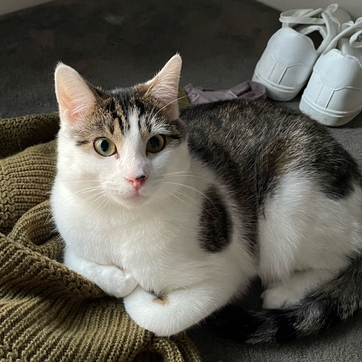 Portrait of Pixel, the cat