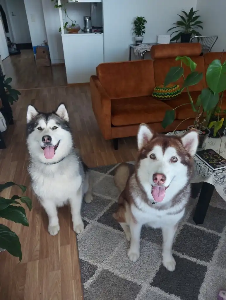 image-9