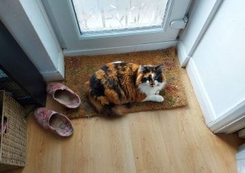 Portrait of Pebbles, the cat