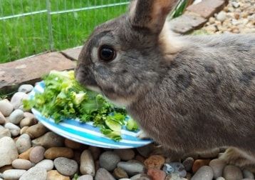 Portrait of Louie, the rabbit