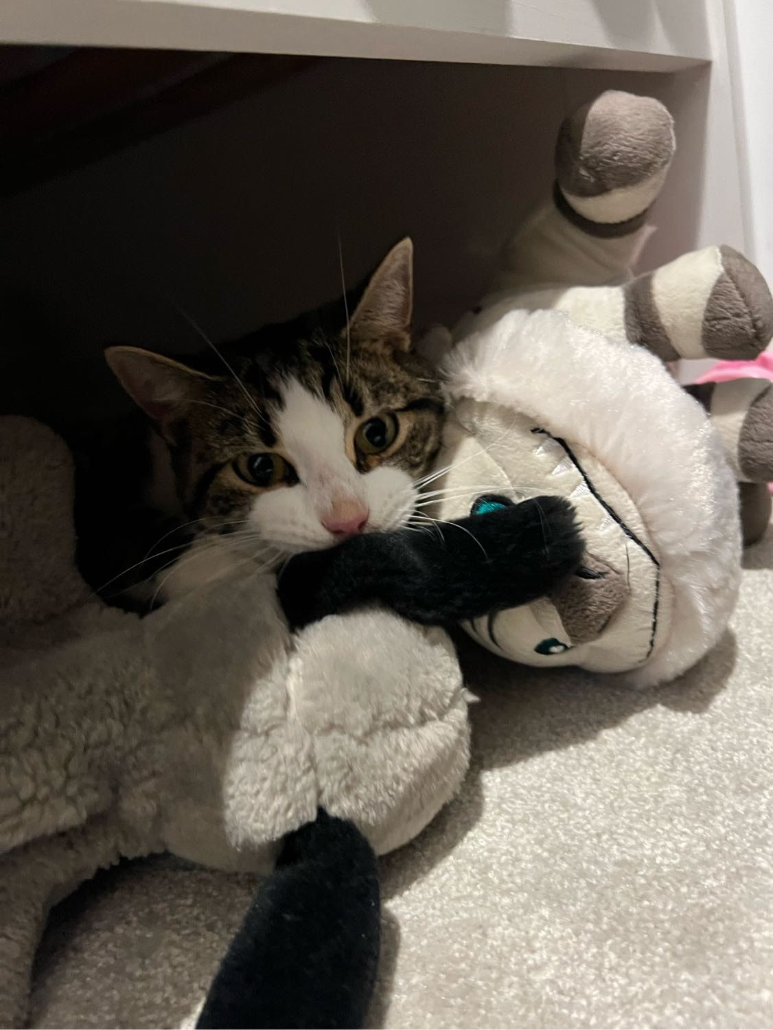 image-6