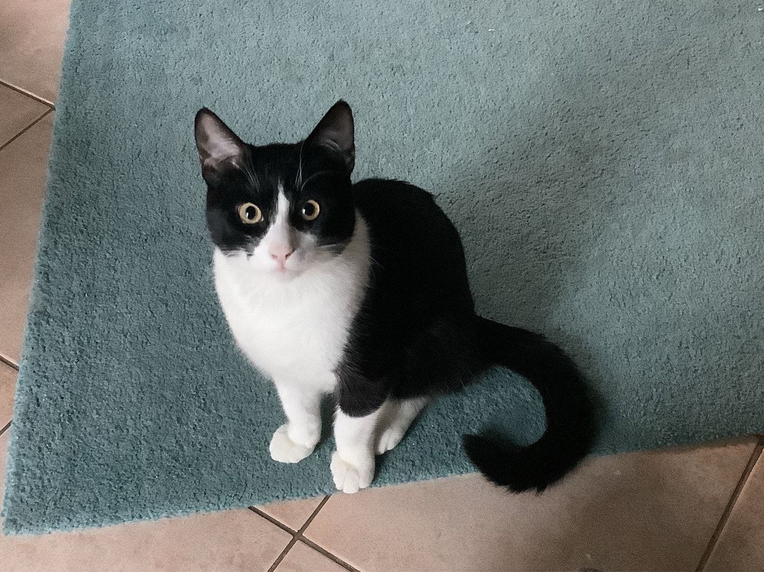 Foto di Jesse, il cat