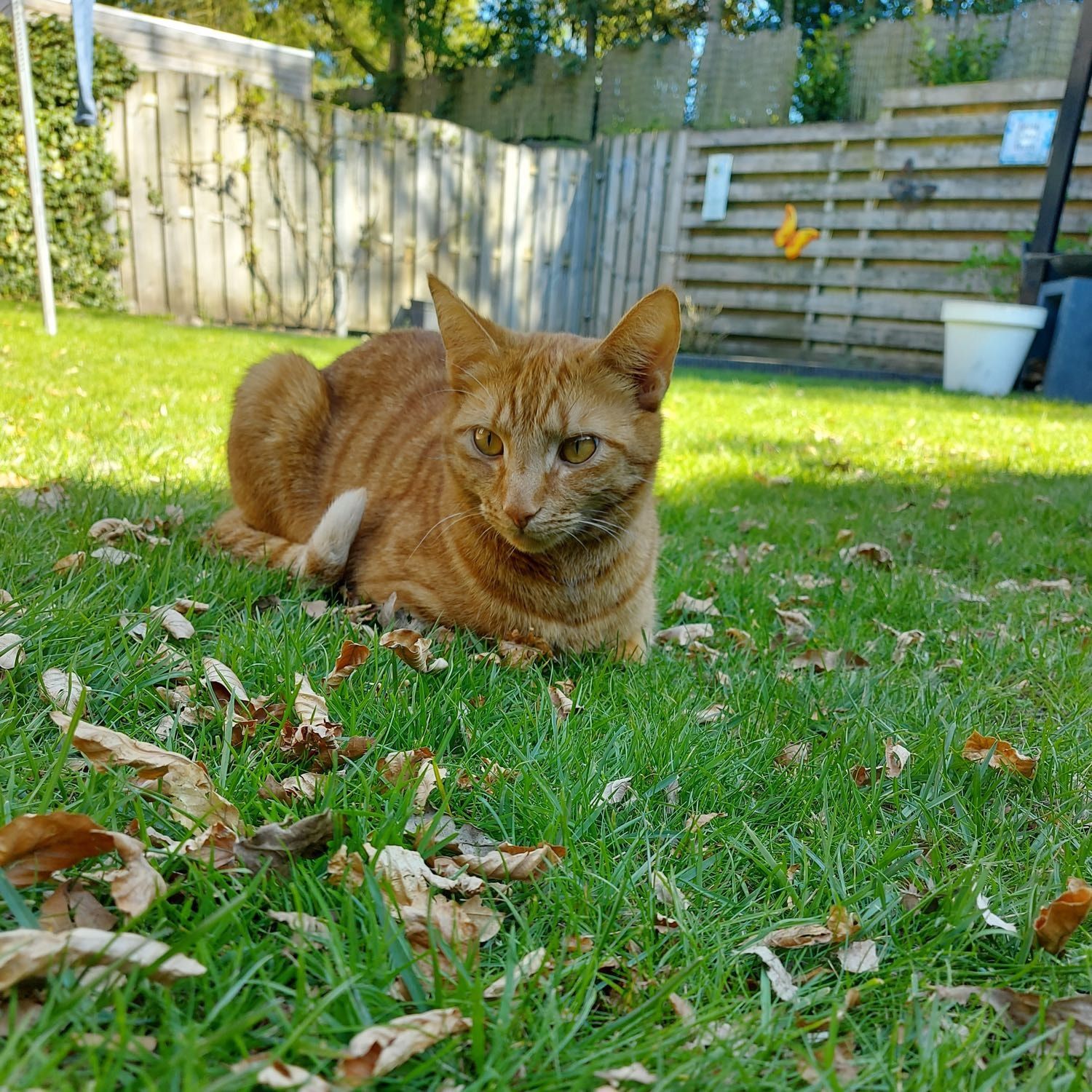 Portretfoto van pumba , de cat