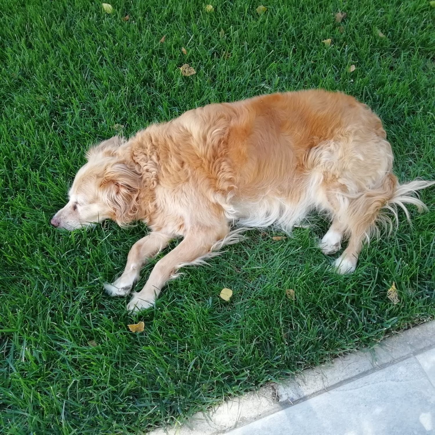 Foto di Bambi, il dog