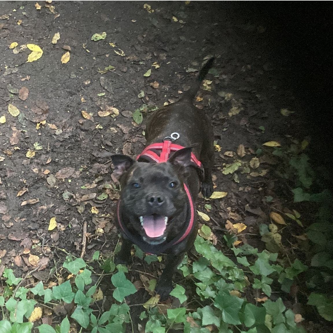 Portrait of Bella, the dog
