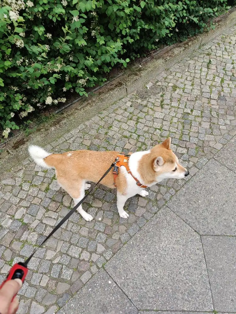 image-25
