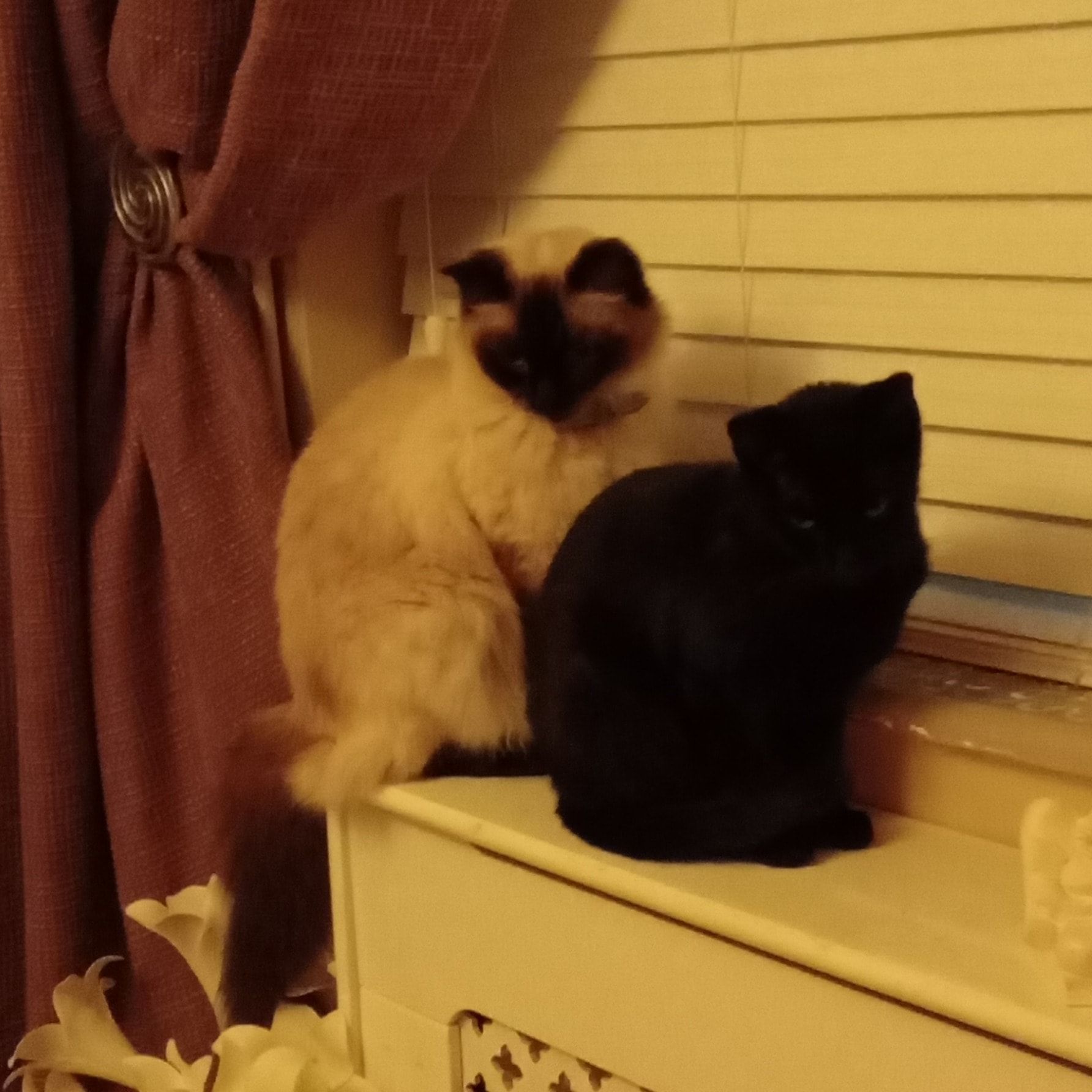 Portrait of ZIGGY&MiDNIGHT, the cat