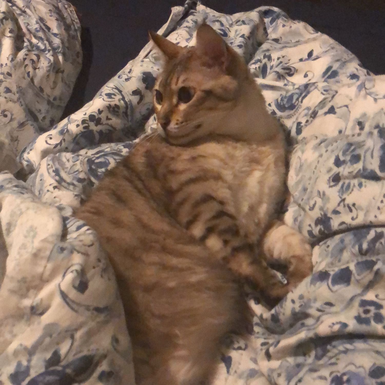 Portrait of Hugo, the cat