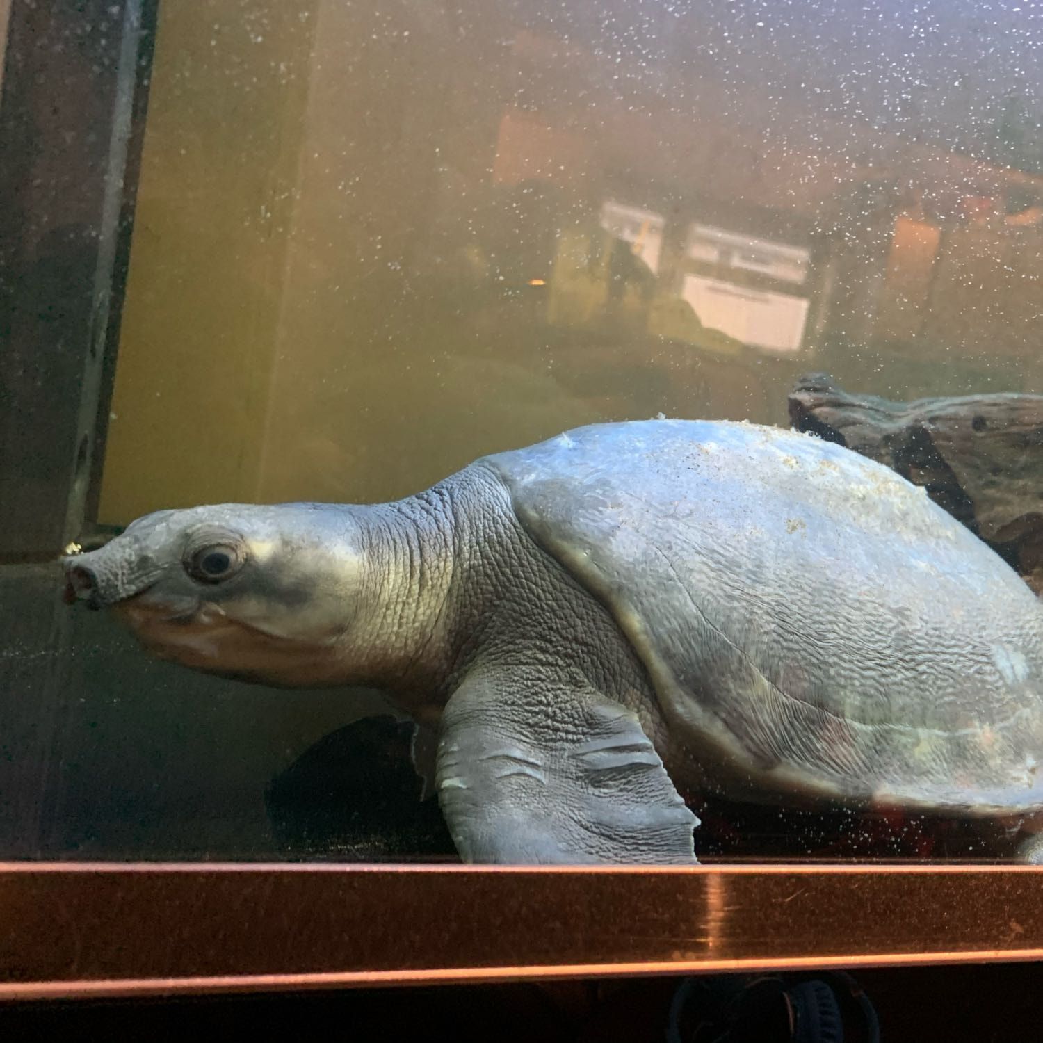 Portrait of Yoshi, the reptile