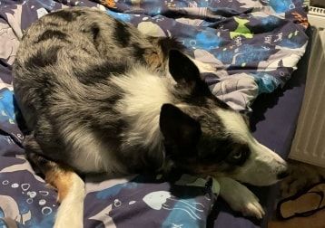 Portrait of Lyca, the dog
