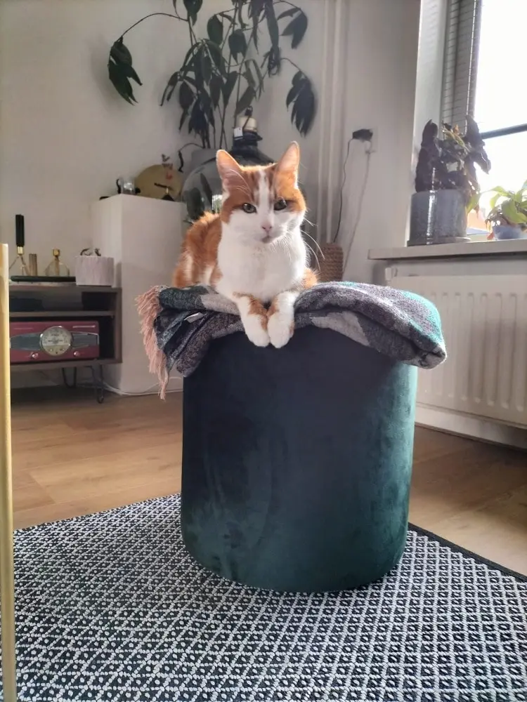 image-3