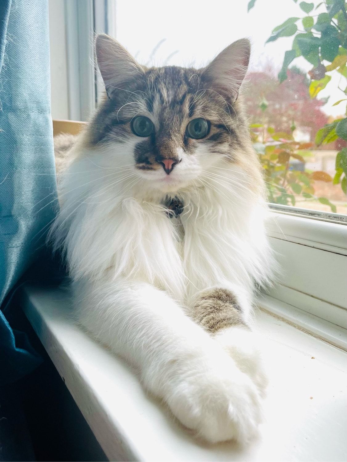 Portrait of Forest, the cat