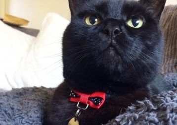Portrait of Shadow, the cat