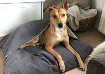 Portretfoto van Lucy, de dog