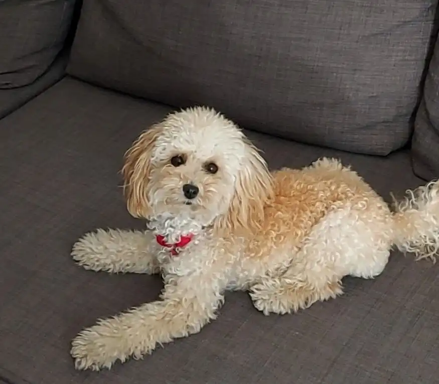 image-12