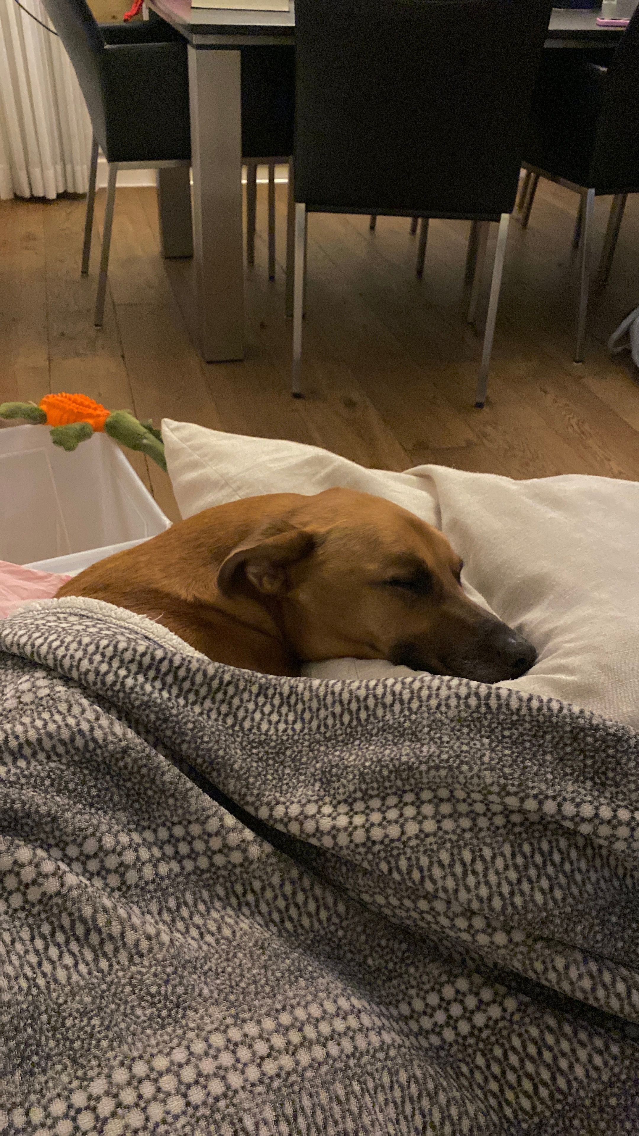 image-7