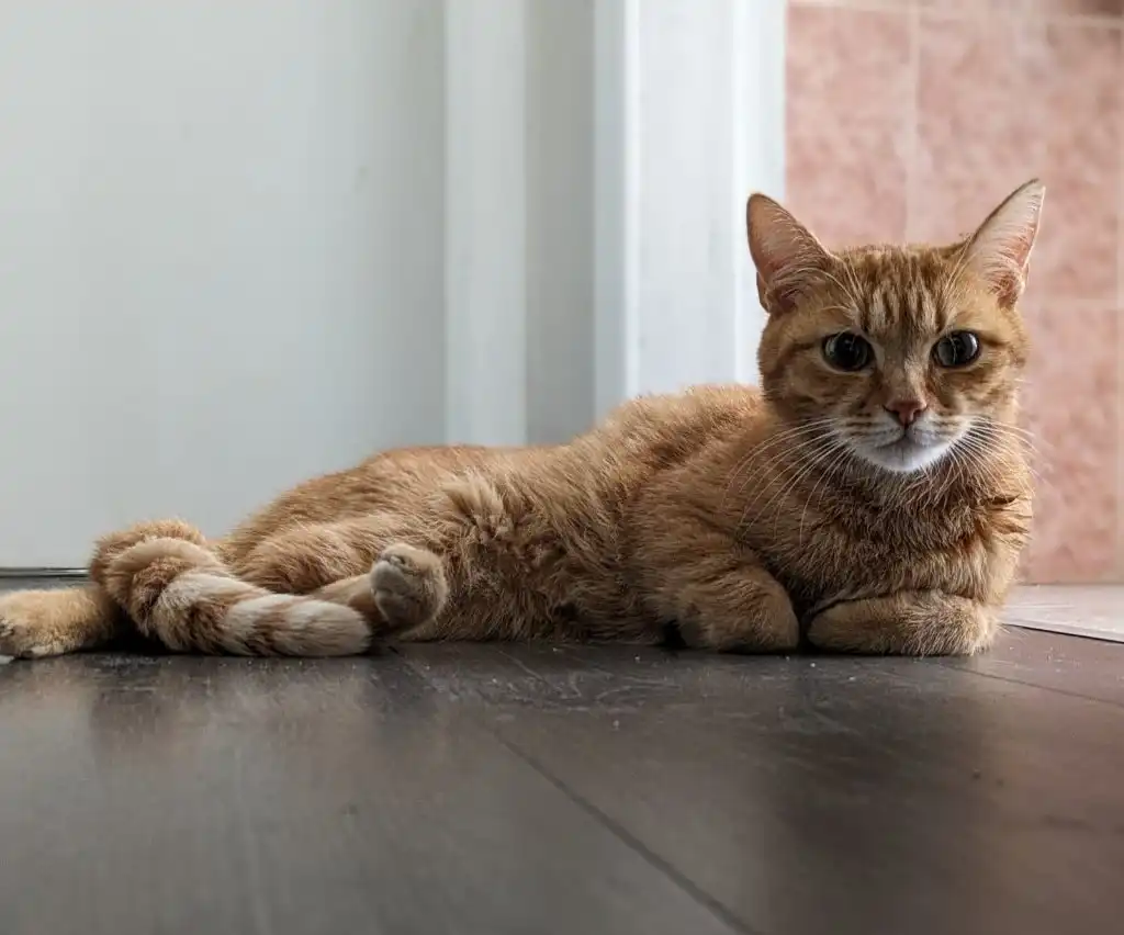 image-11