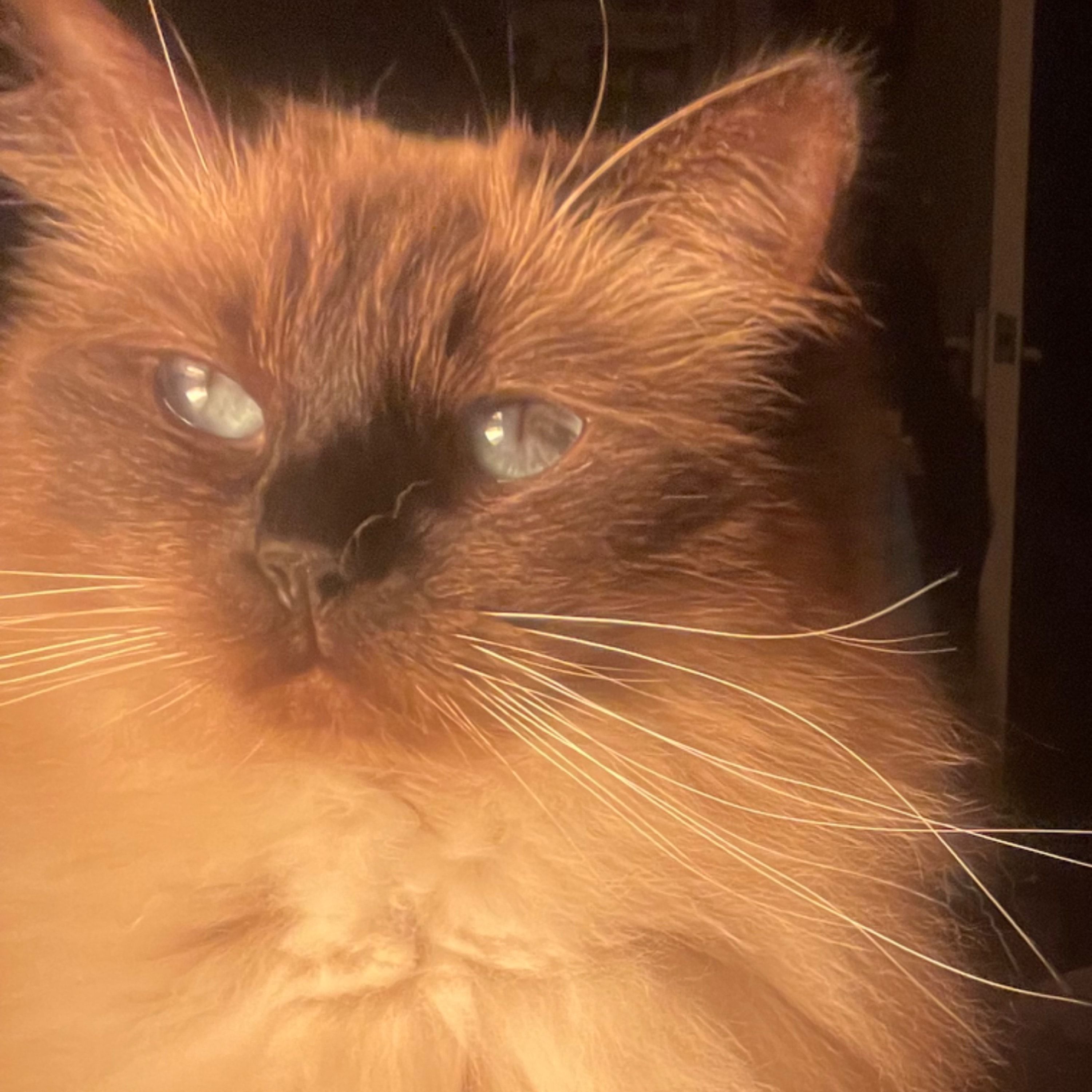 Portrait of Nepthys, the cat