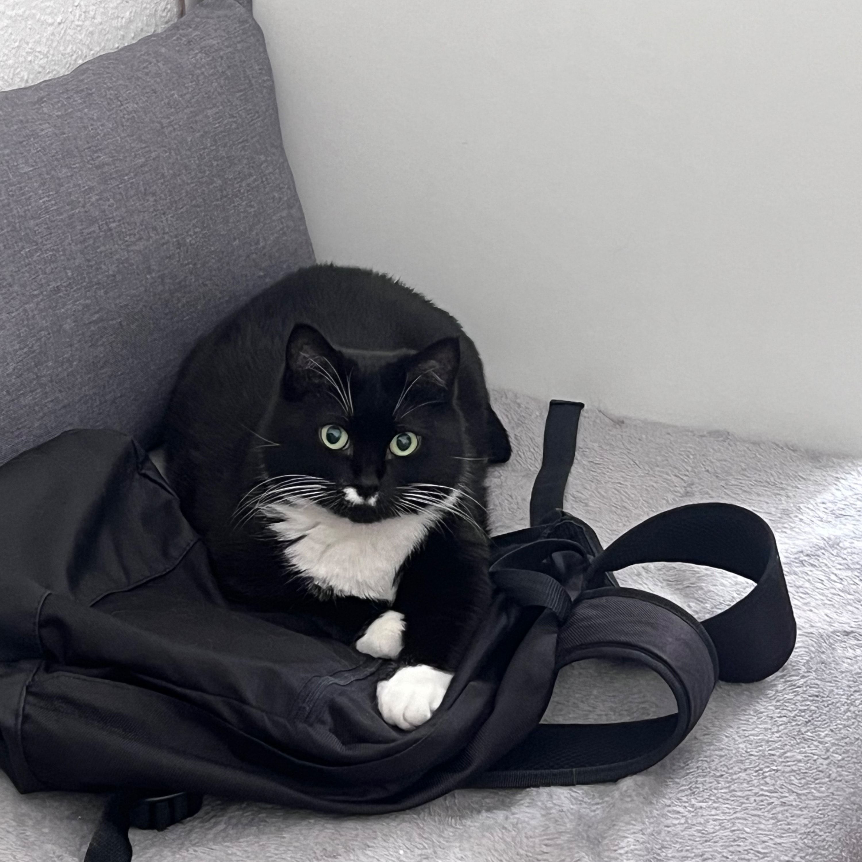Portät von Mitzi, cat