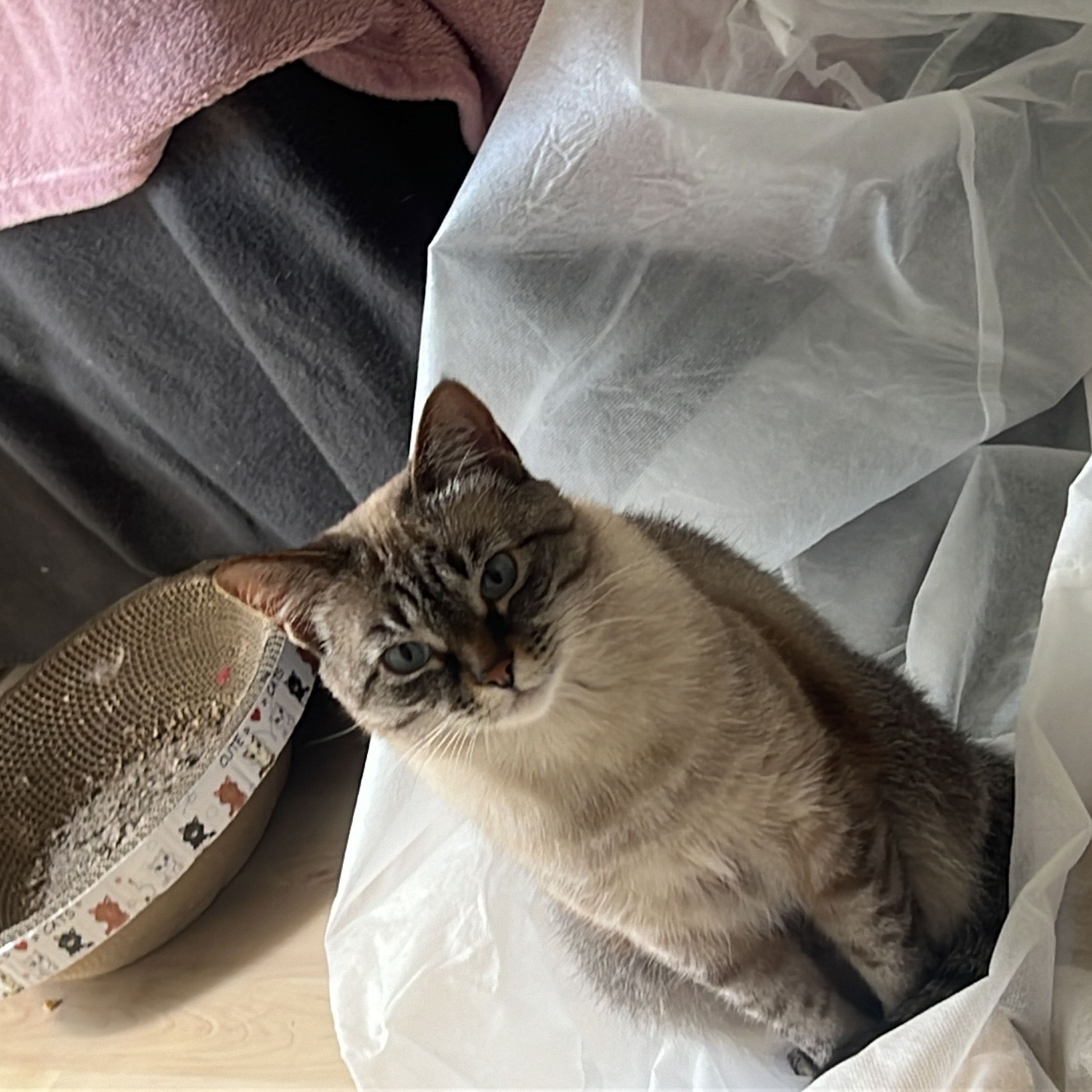 Portät von Tzitzi, cat