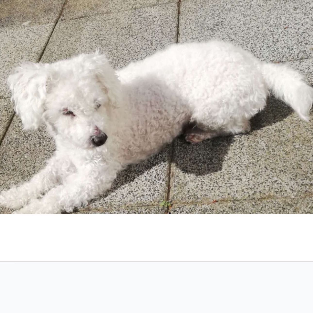 Portät von Andy, dog