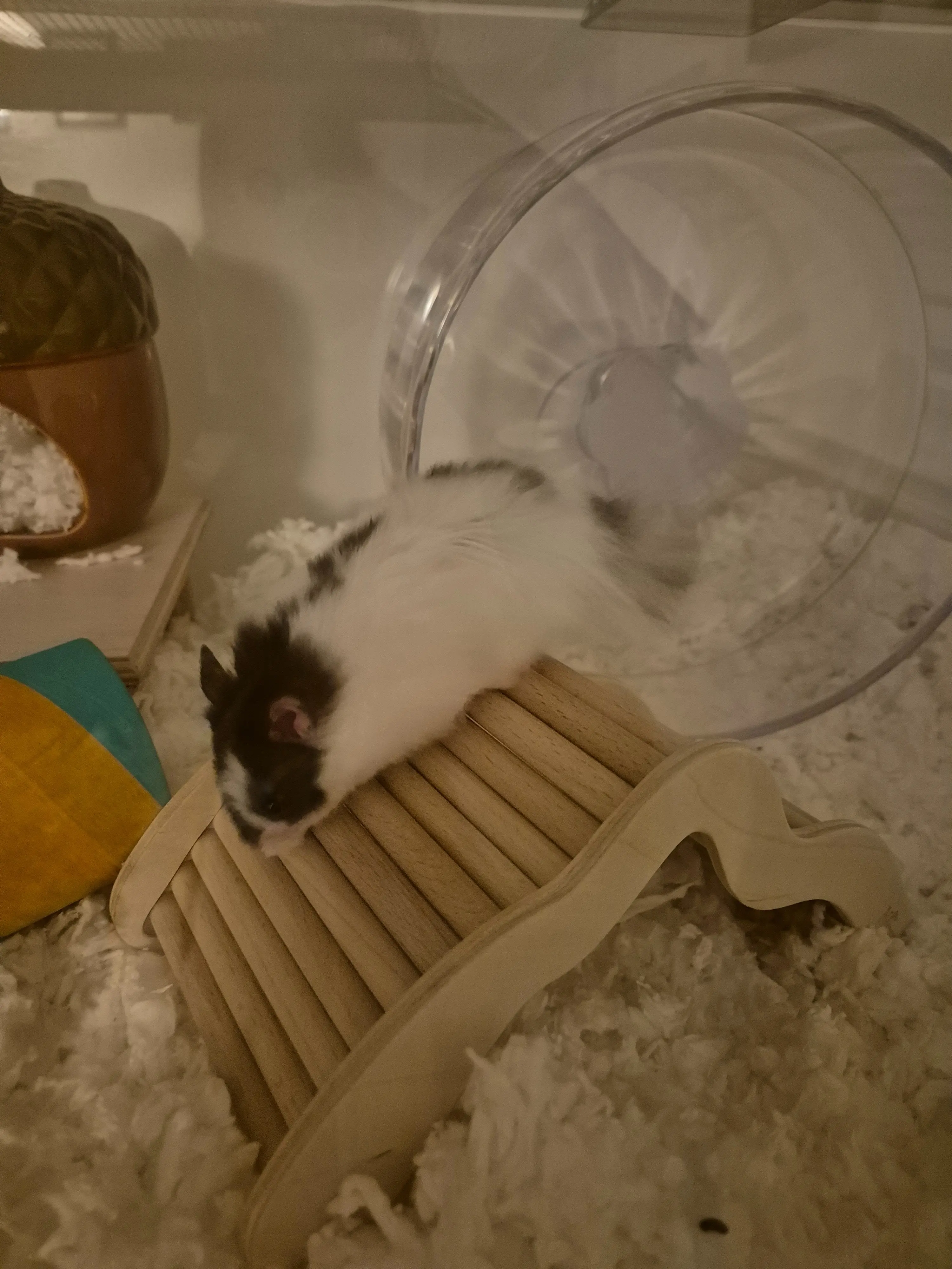 image-4