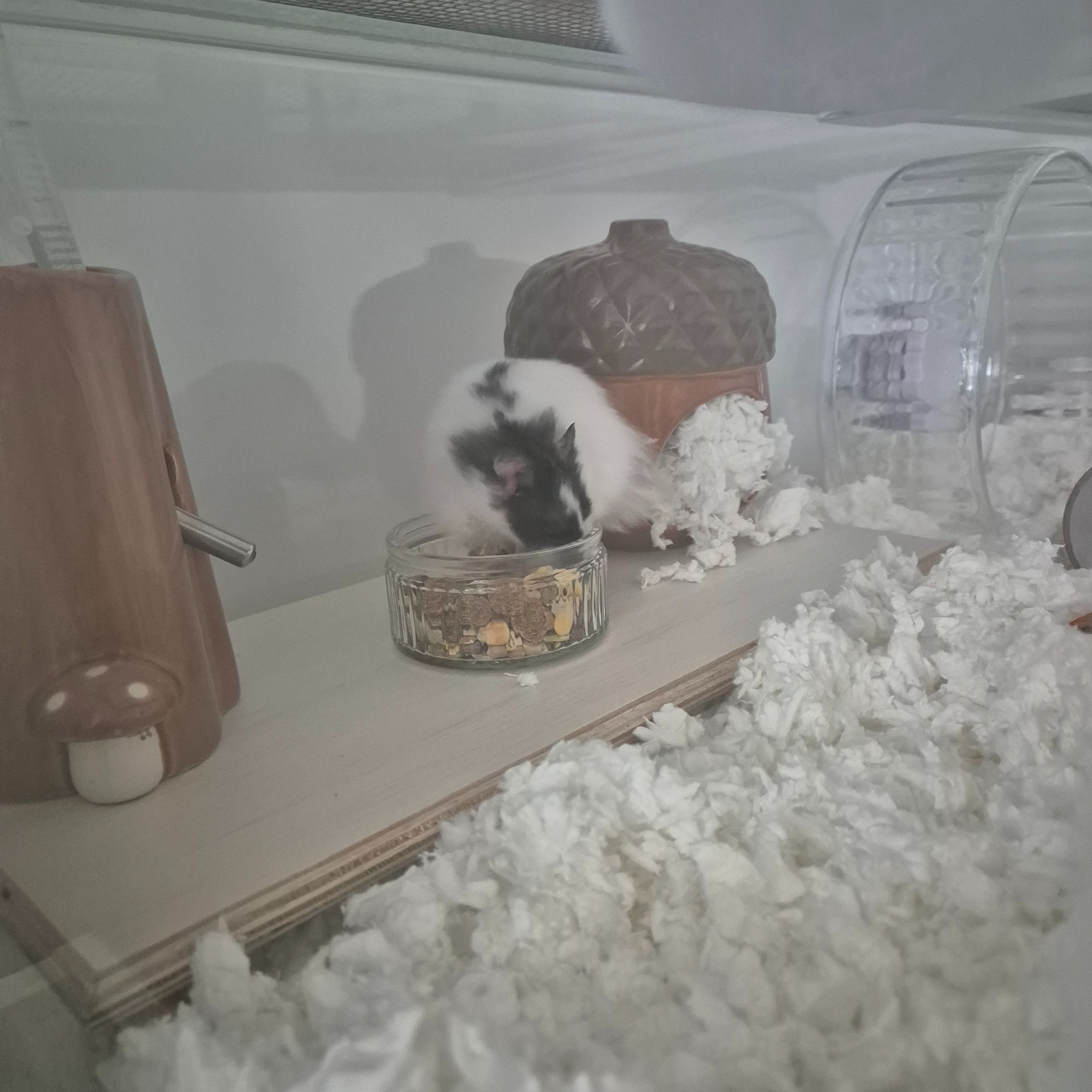 Portrait of Poppy, the guineaPig