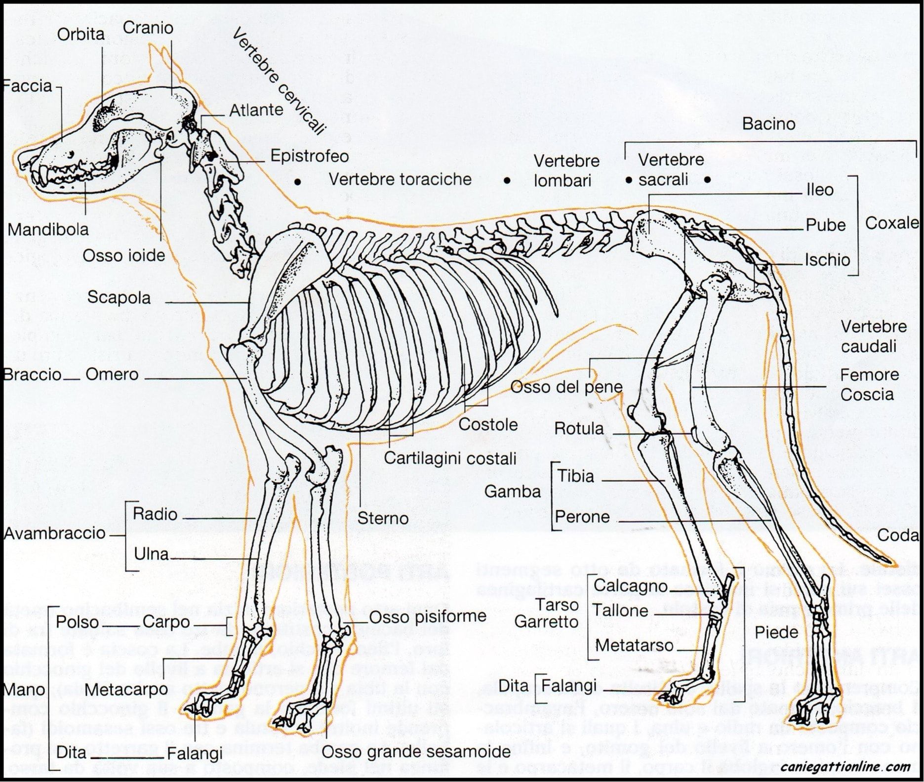 image-34