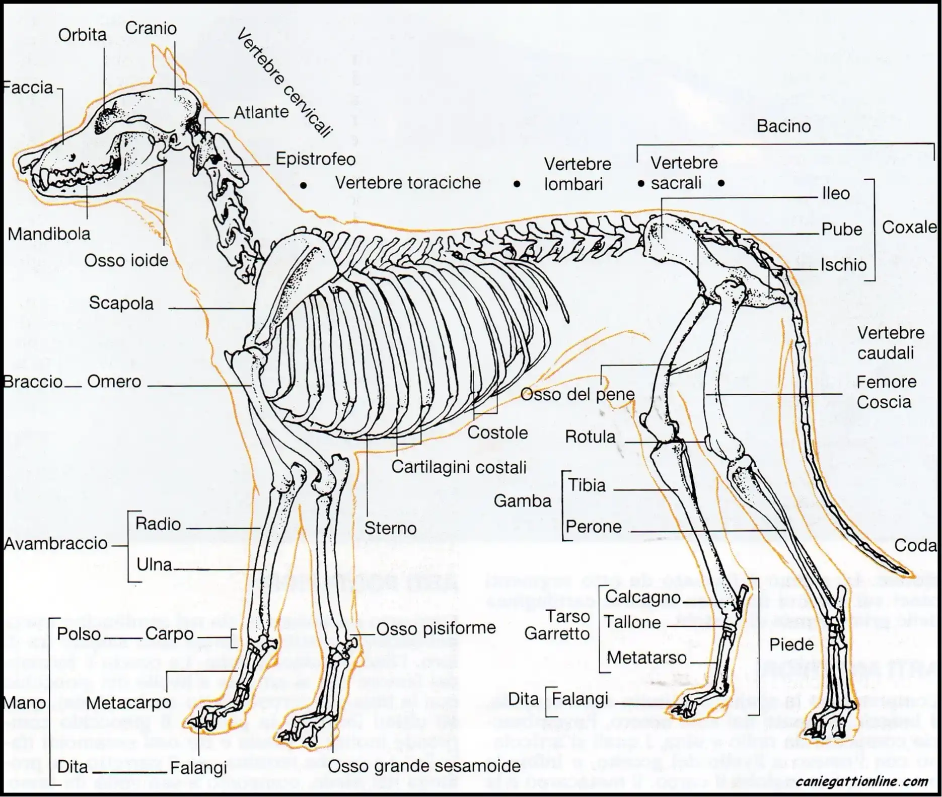 image-34