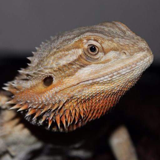 Portrait of Dookie , the reptile