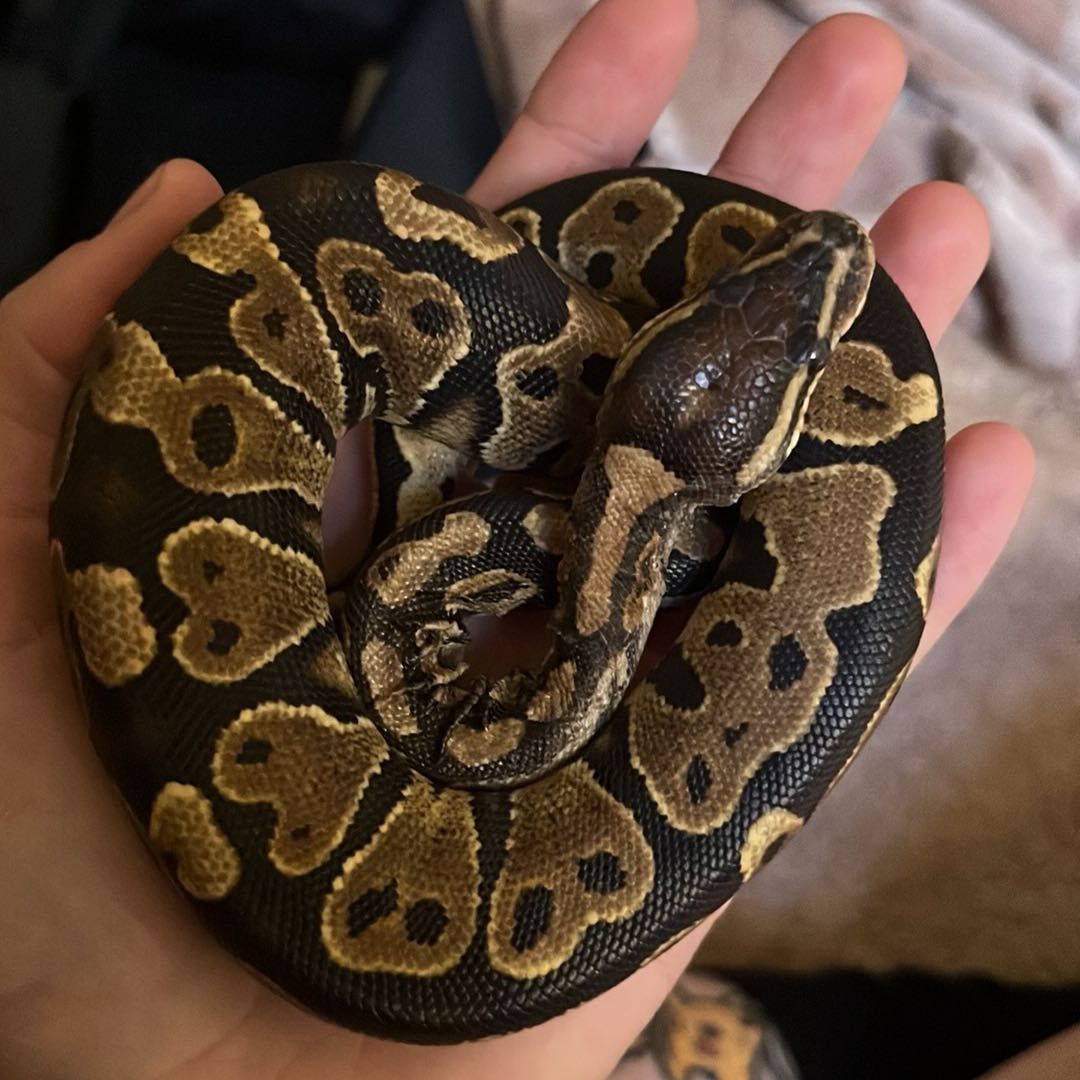 Portrait of Noodle, the reptile